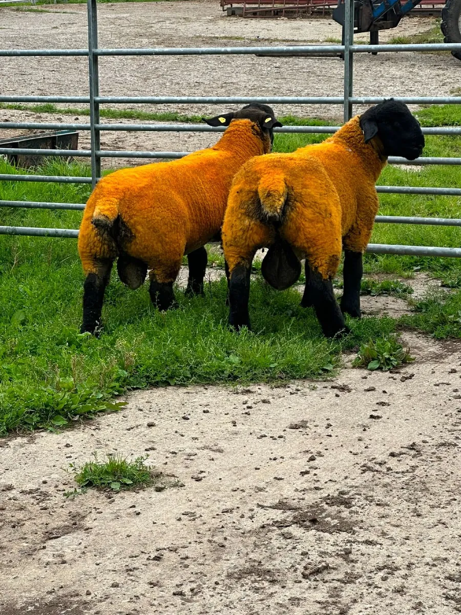PBR Suffolk Ram Lambs - Image 3