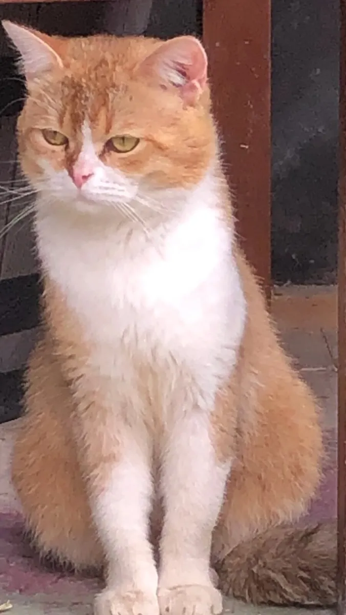 BRITISH LONGHAIR and BRITISH SHORTHAIR - Image 2