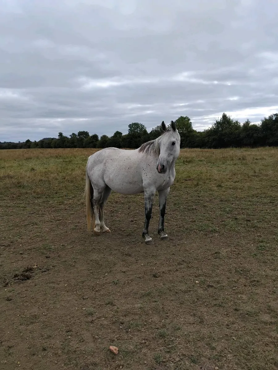 Winning mare by Zebedee - Image 2