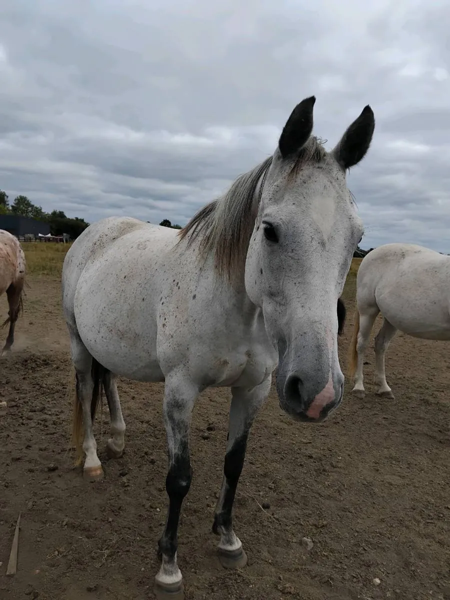 Winning mare by Zebedee - Image 4
