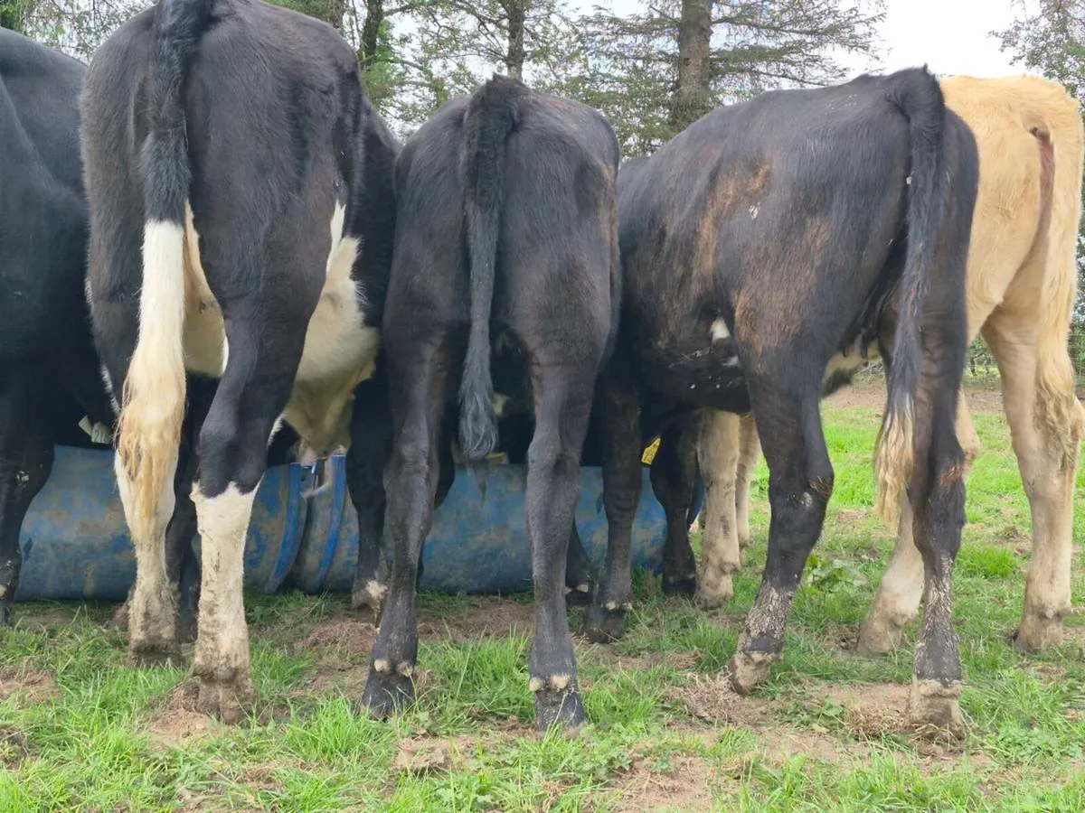 6 Super AAX Heifer Weanlings - Image 3