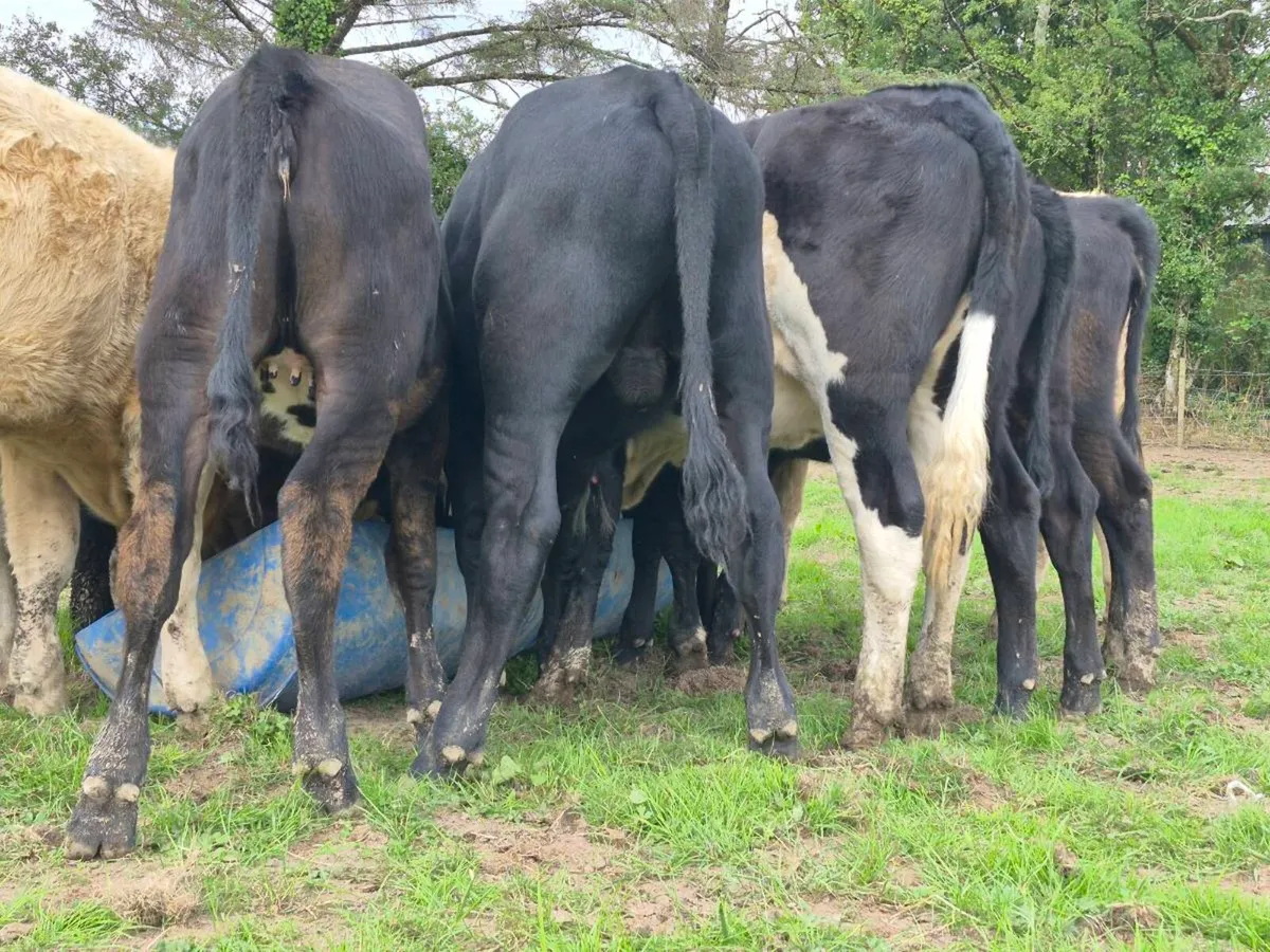 6 Super AAX Heifer Weanlings - Image 4