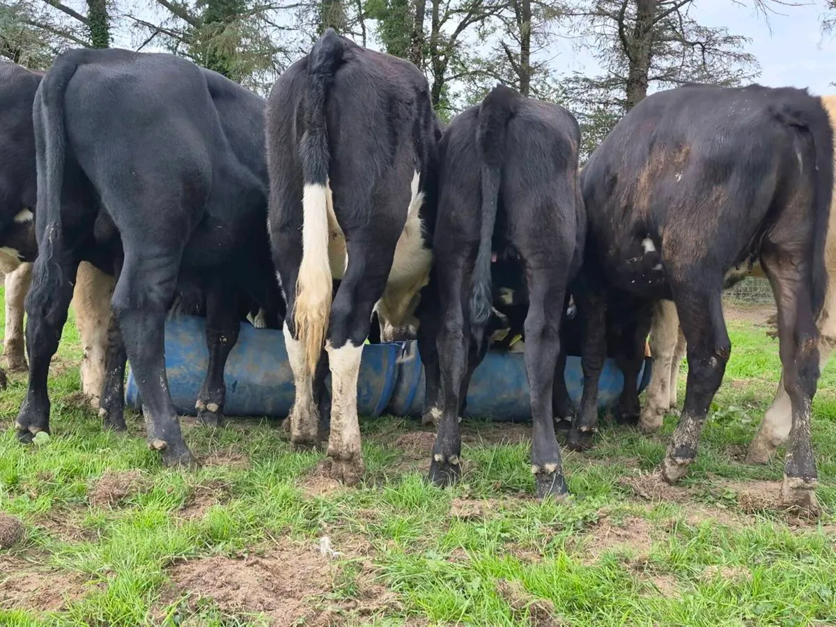 6 Super AAX Heifer Weanlings - Image 2