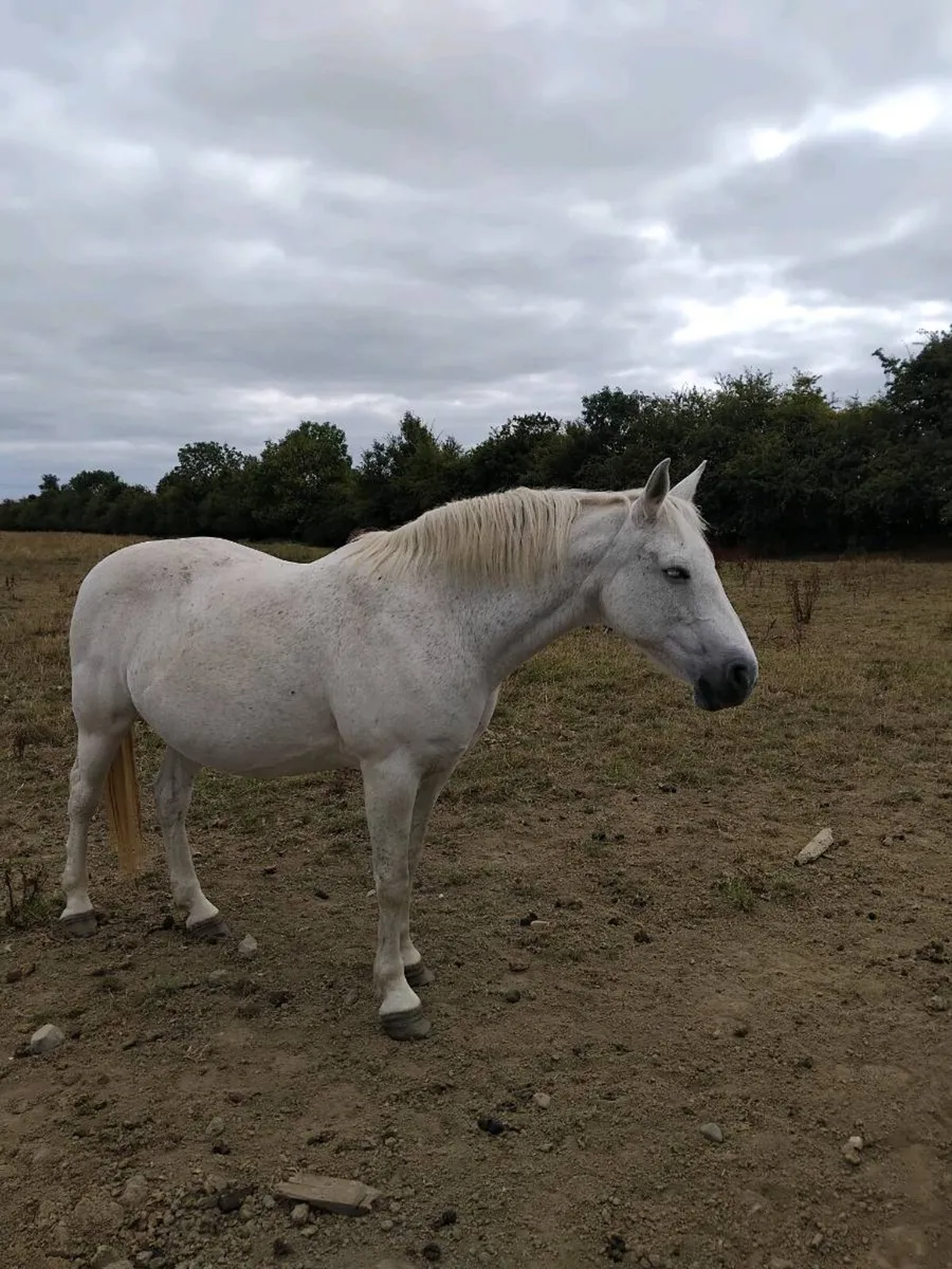 Class 1 mare - Image 1