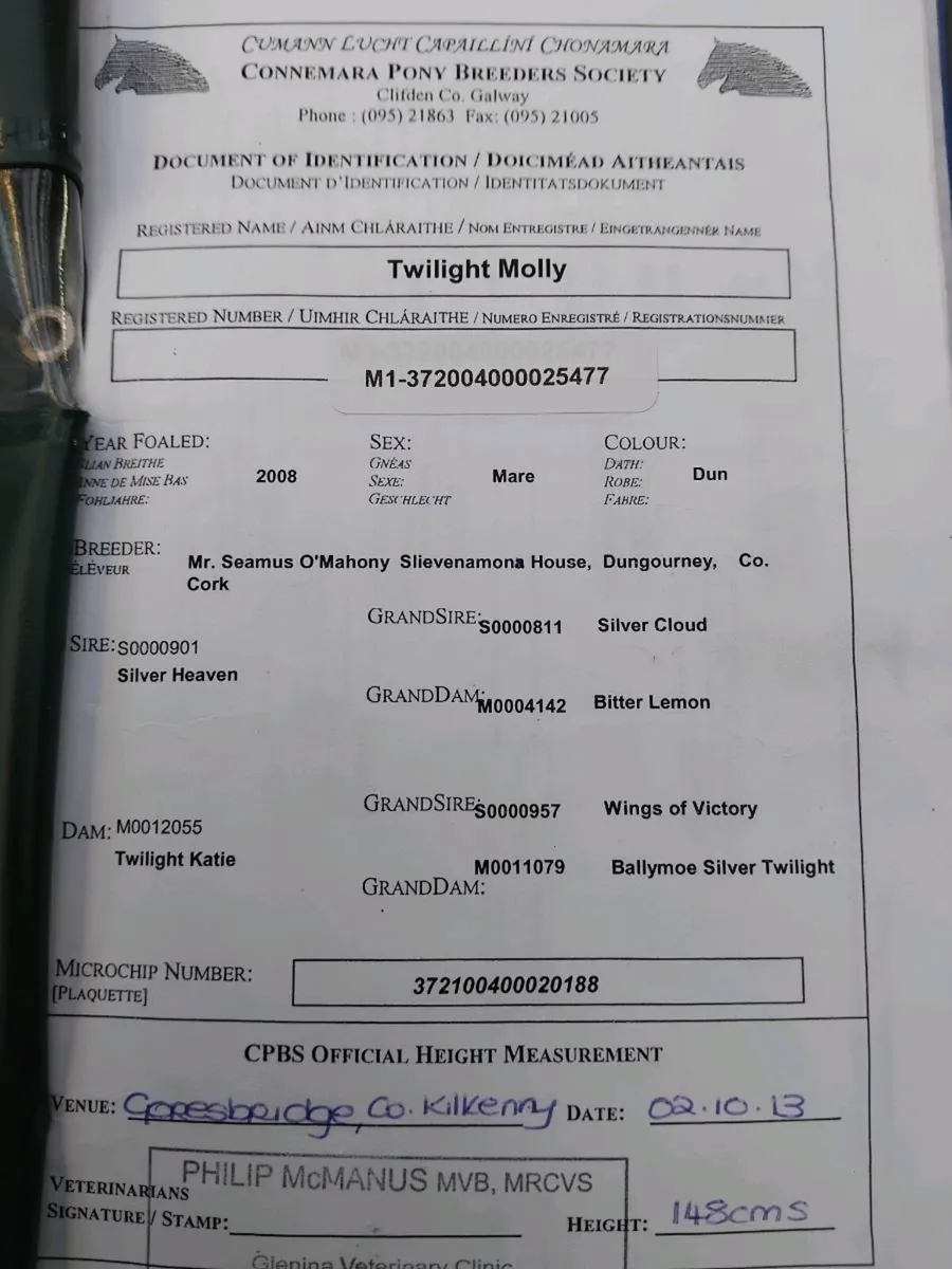 Class 1 mare - Image 2