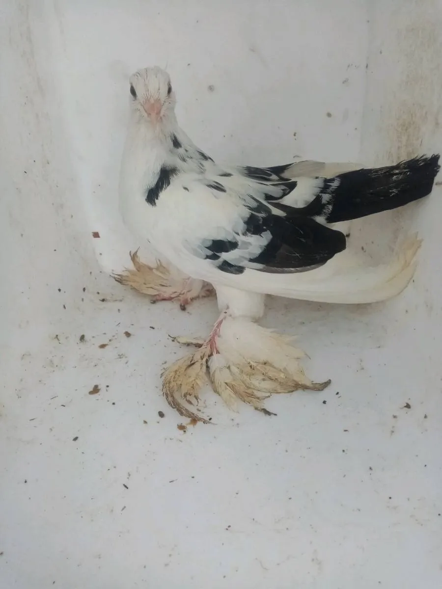 Tumbler pigeons for sale - Image 2
