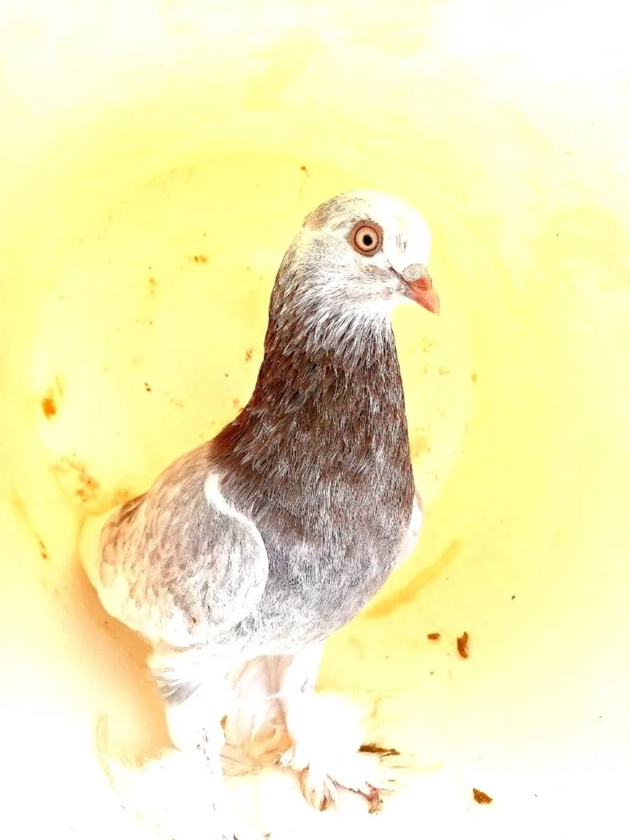 Tumbler pigeons for sale - Image 1