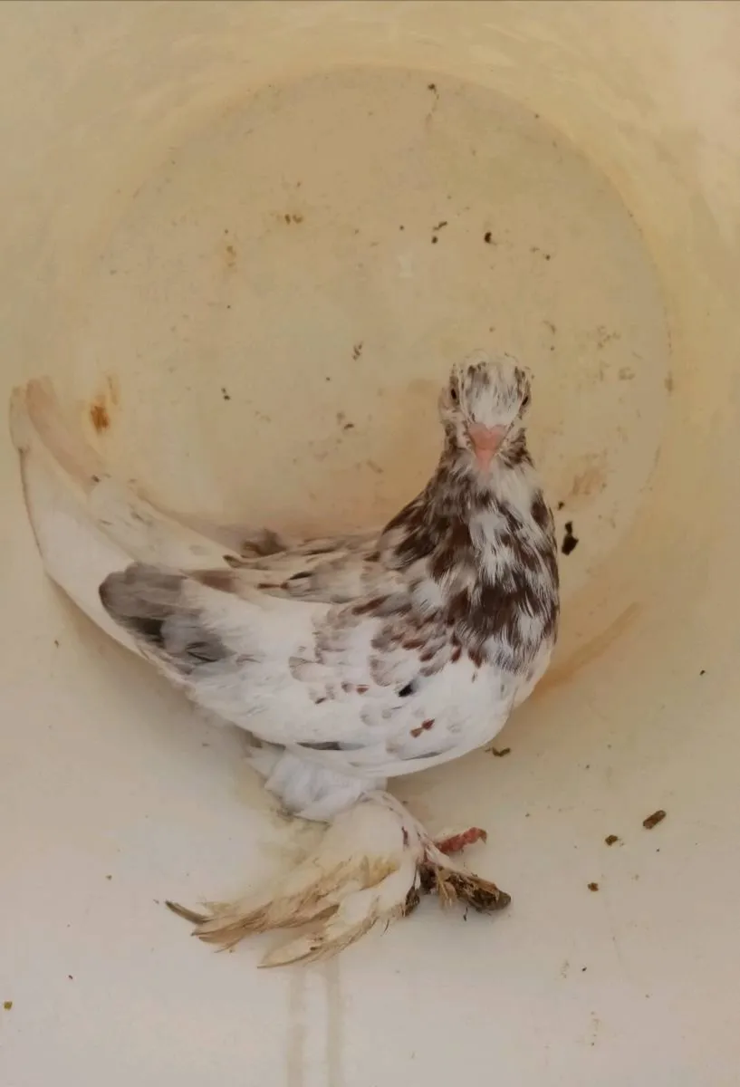 Tumbler pigeons for sale - Image 3