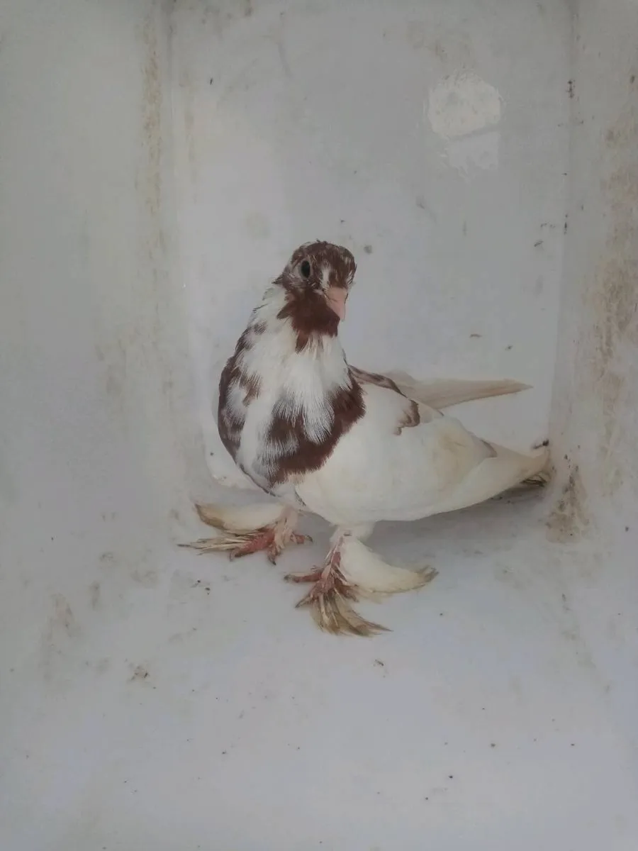 Tumbler pigeons for sale - Image 4