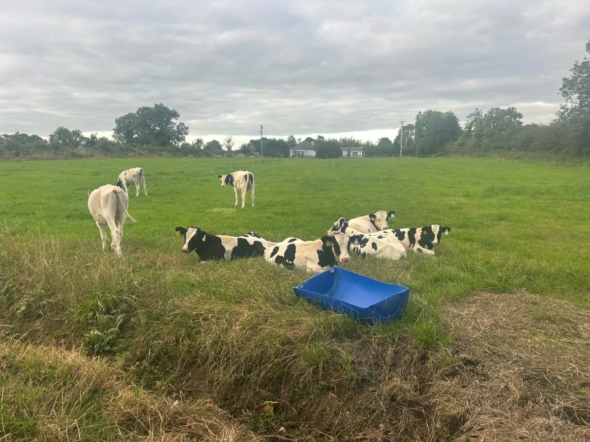 8 Friesian Bulls Calves - Image 2