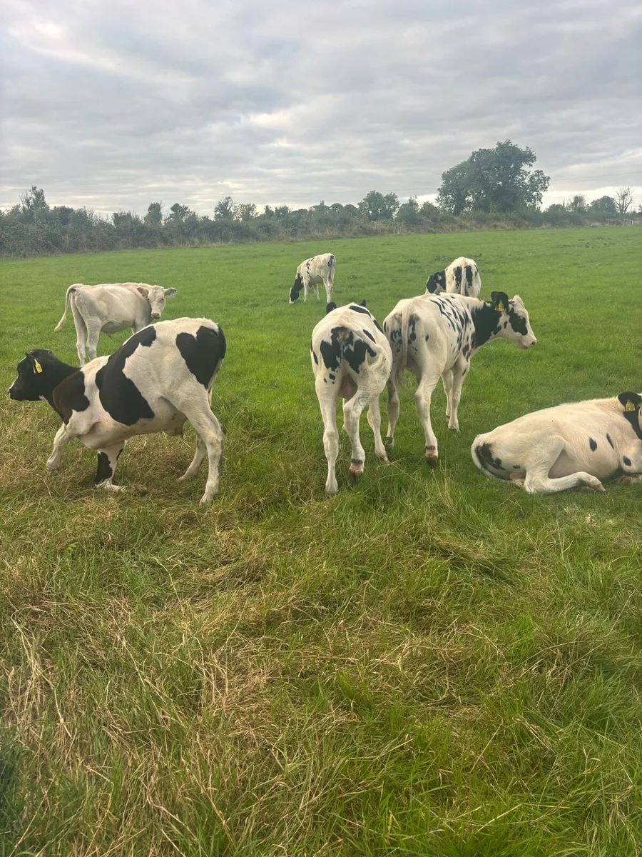 8 Friesian Bulls Calves - Image 3