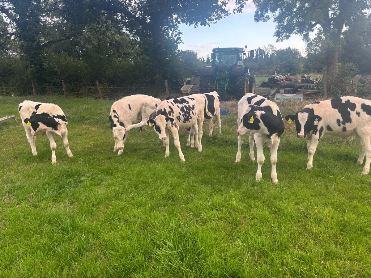 8 Friesian Bulls Calves - Image 4