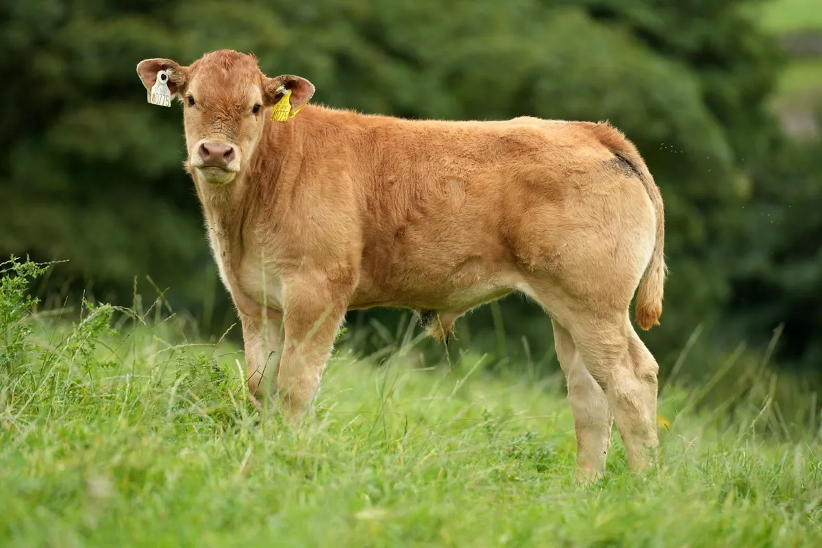 Outstanding Pedigree Limousin Outfit - Image 3