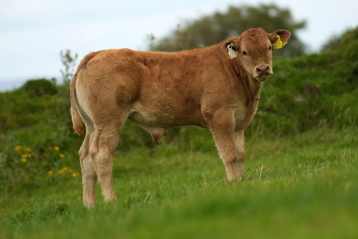 Outstanding Pedigree Limousin Outfit - Image 2