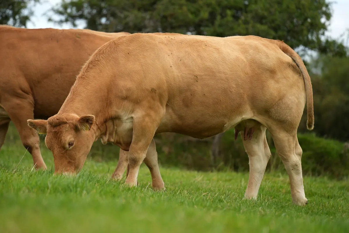 Outstanding Pedigree Limousin Outfit - Image 1