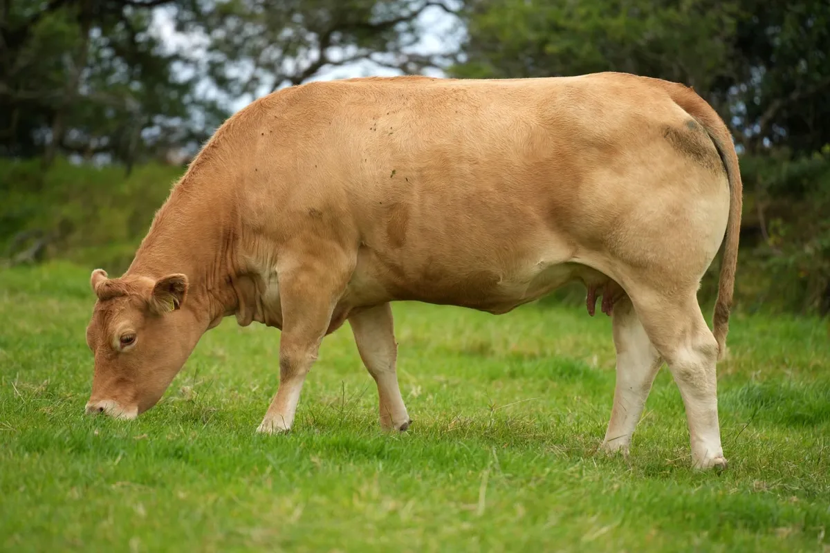 Outstanding Pedigree Limousin Outfit - Image 4