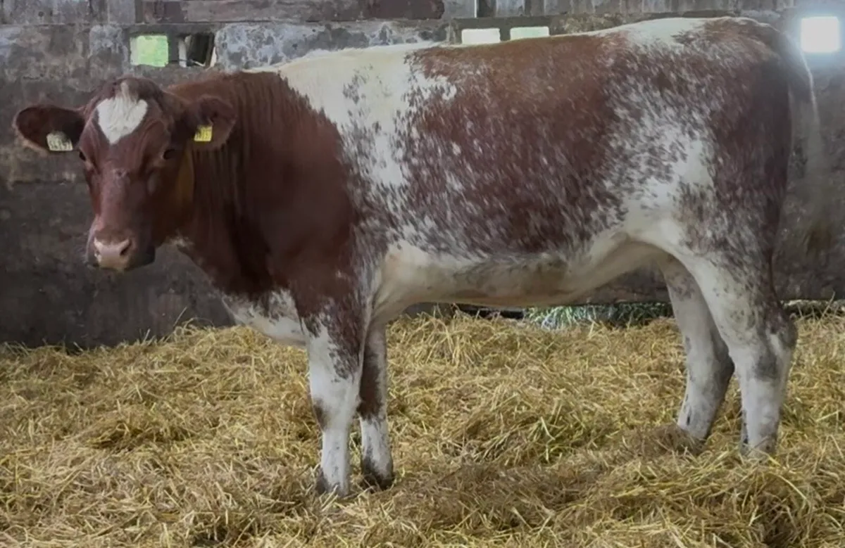 Large selection wealings&runners available weekly - Image 1