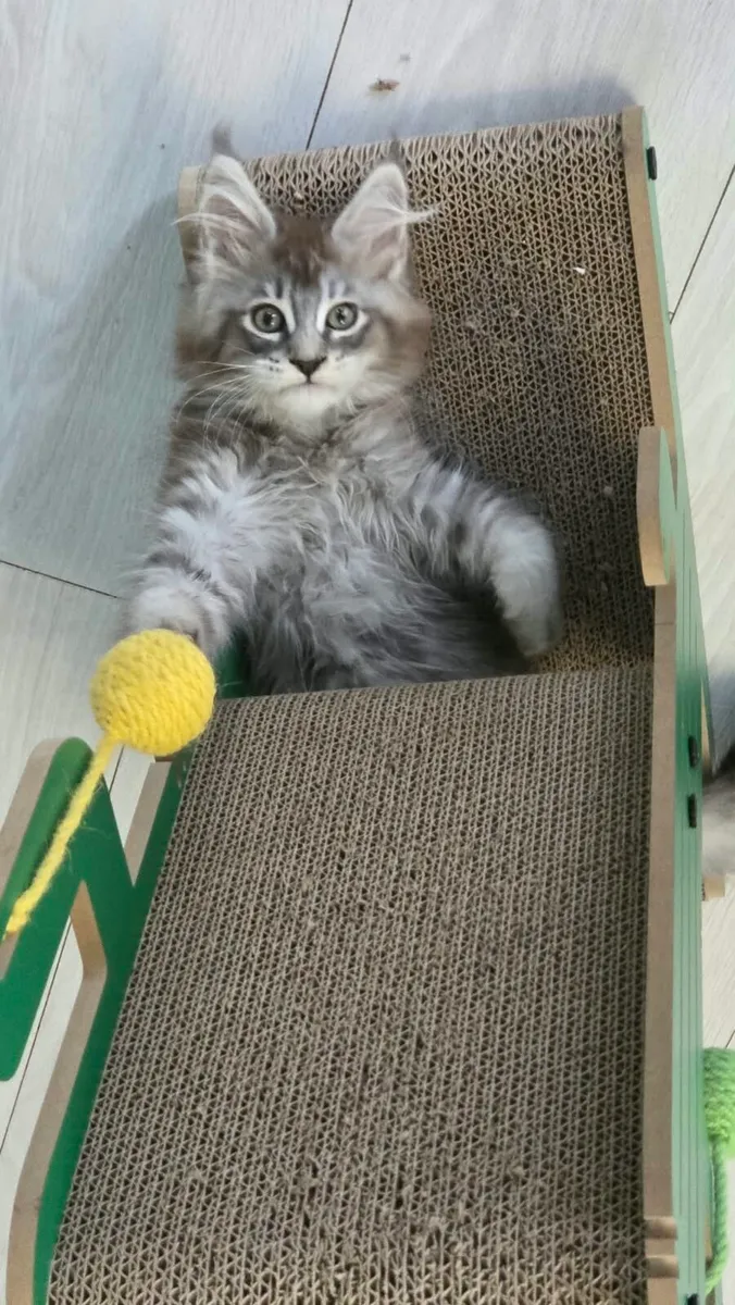 Maine Coon Kittens - Image 4