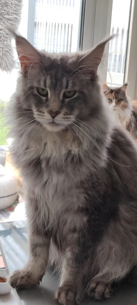 Maine Coon Kittens - Image 1