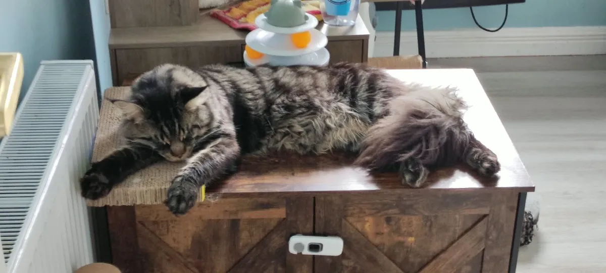 Maine Coon Kittens - Image 2