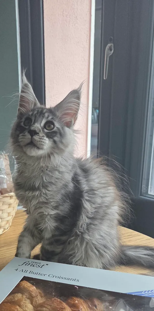 Maine Coon Kittens - Image 3