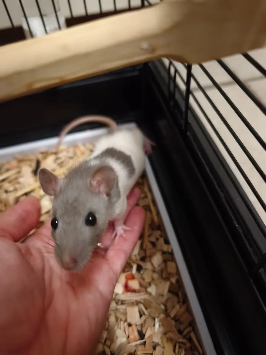 Pet fancy rat