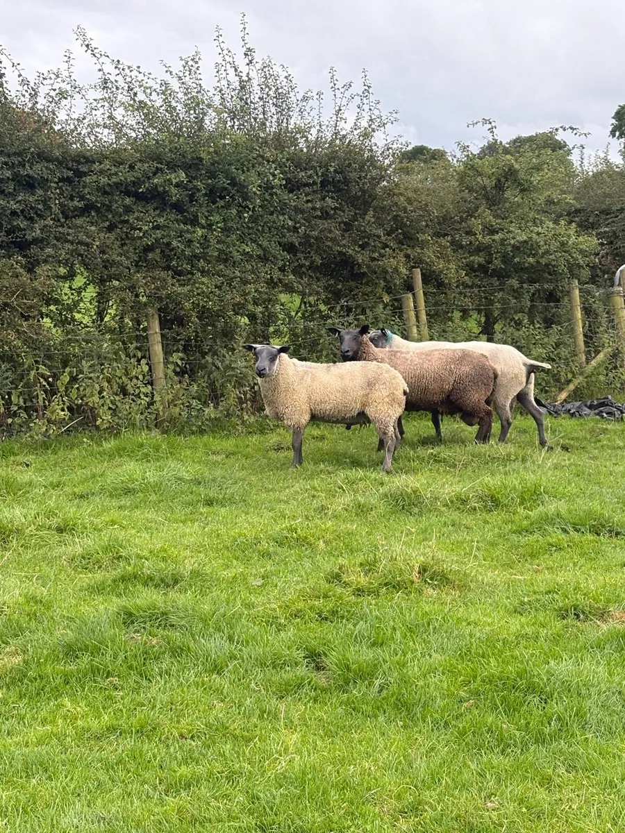 Bleu Du Maine Shearlings - Image 1