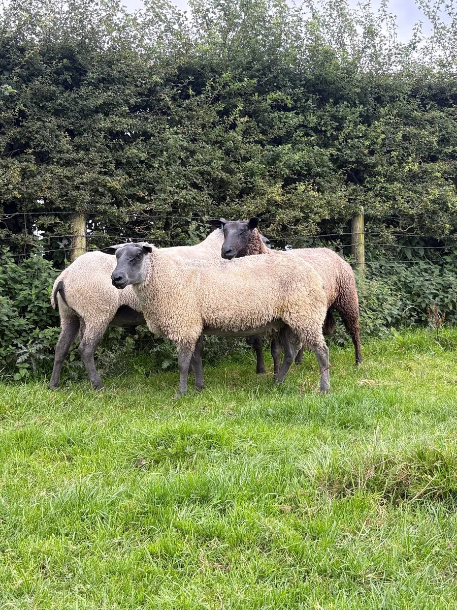 Bleu Du Maine Shearlings - Image 2