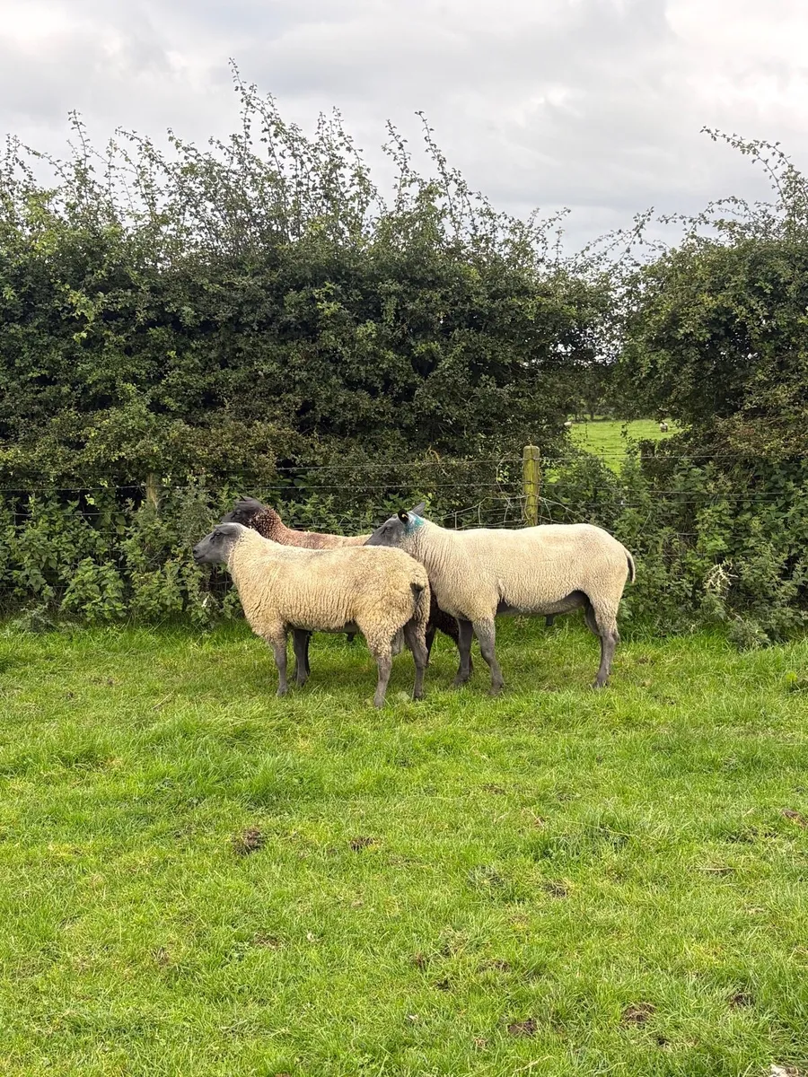 Bleu Du Maine Shearlings - Image 3