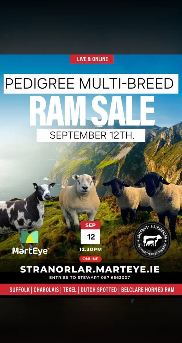 MULTI-BREED RAM SALE. STRANORLAR LIVESTOCK MART - Image 1