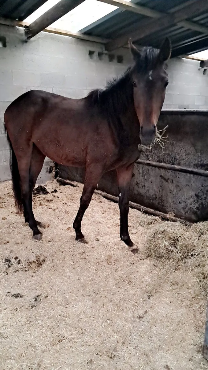 Horse - Image 1