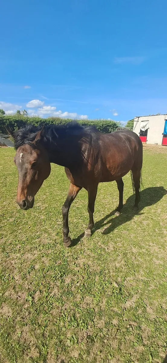 Horse - Image 3