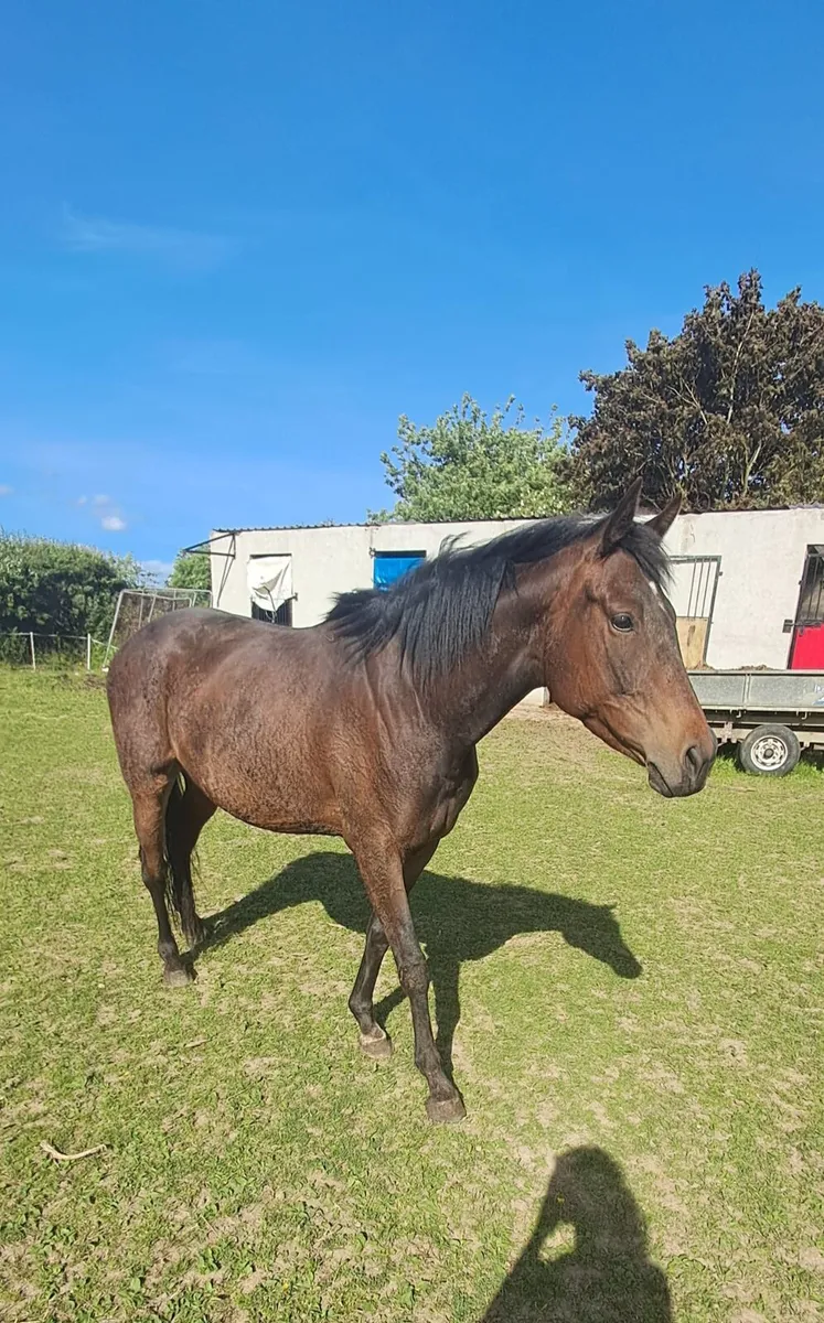Horse - Image 4