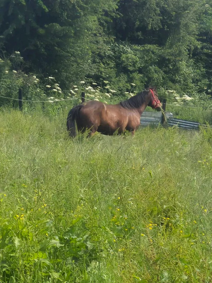 Horse - Image 2
