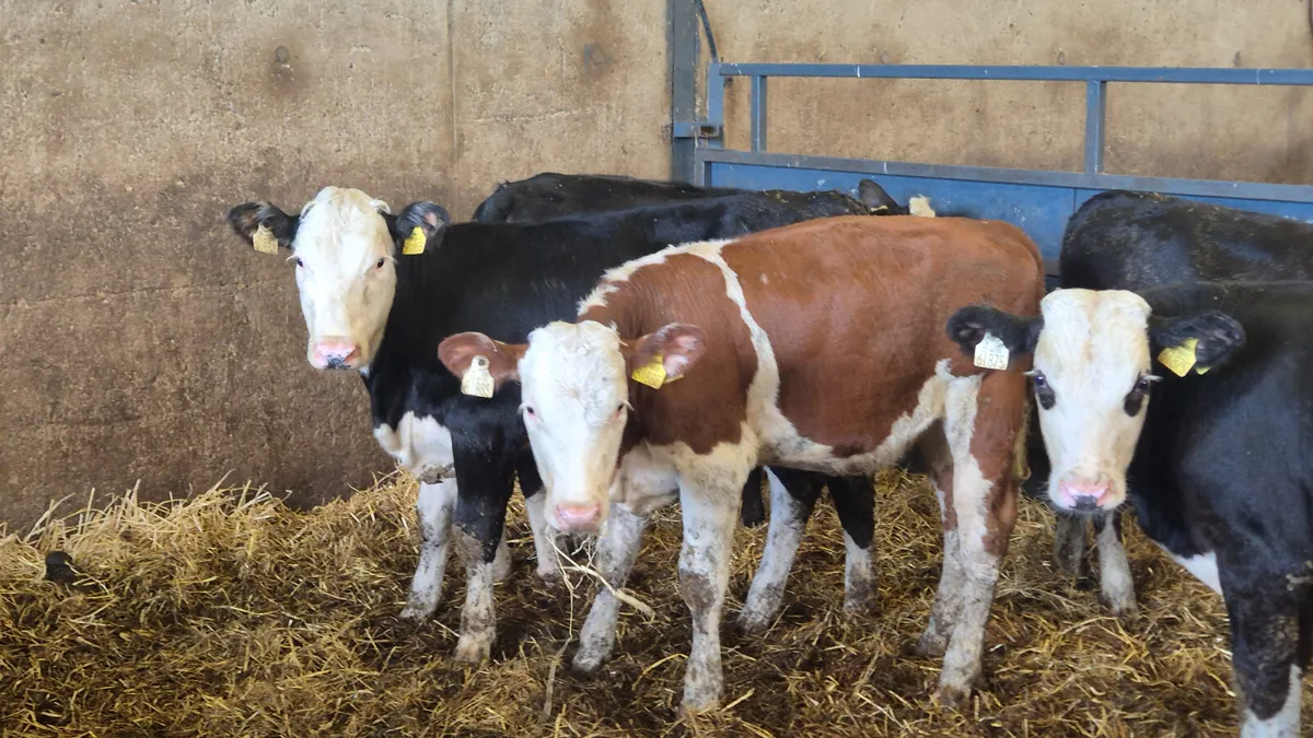 5 Quality Hereford heifer weanlings for sale - Image 1