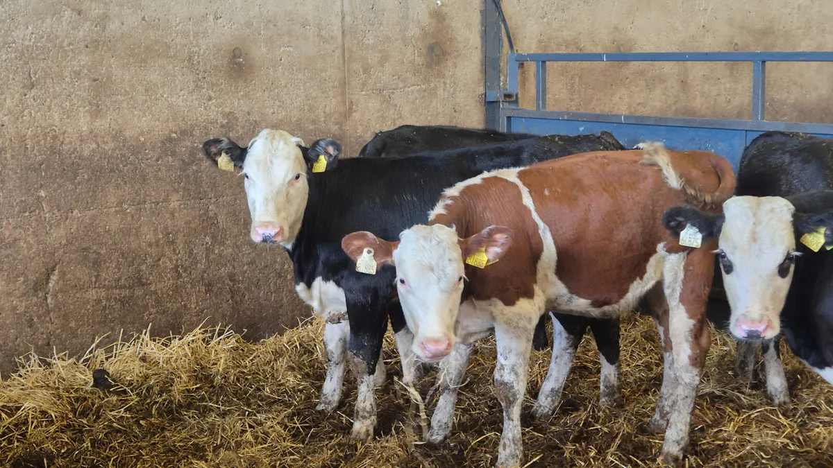 5 Quality Hereford heifer weanlings for sale - Image 4