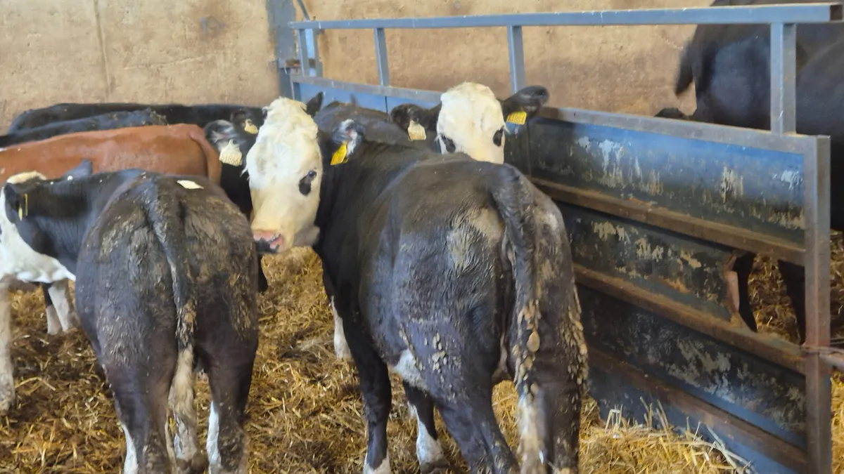 5 Quality Hereford heifer weanlings for sale - Image 3