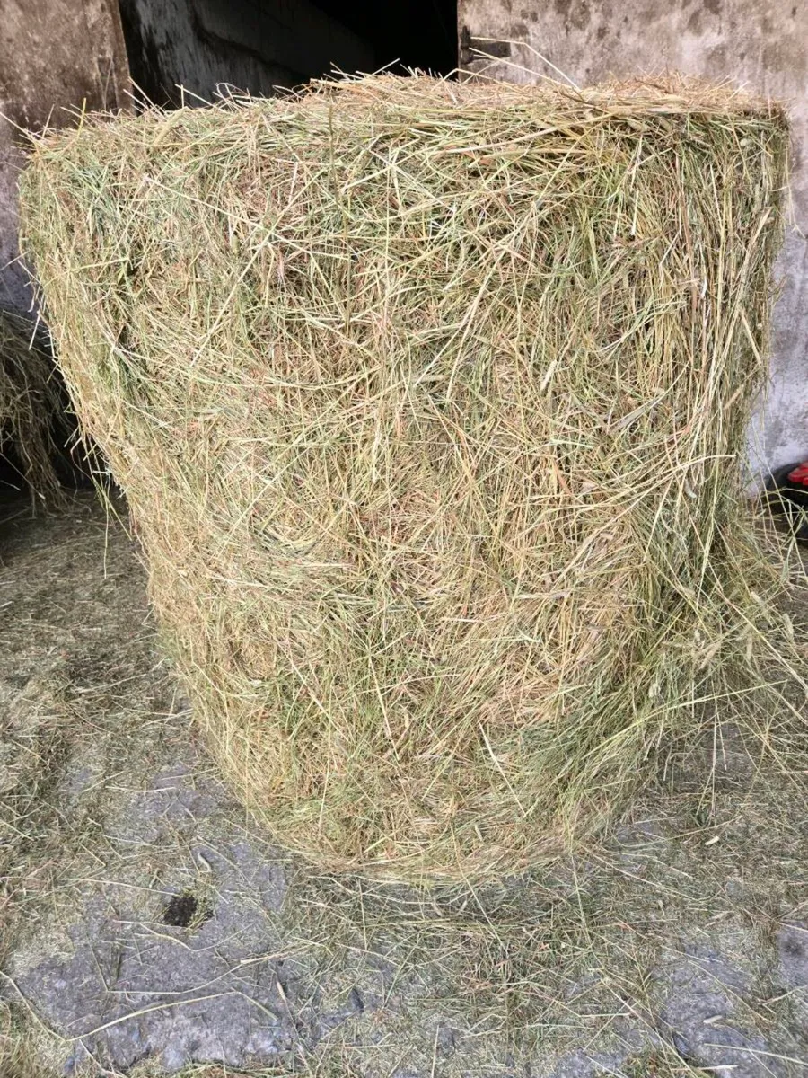 Green hay - Image 1
