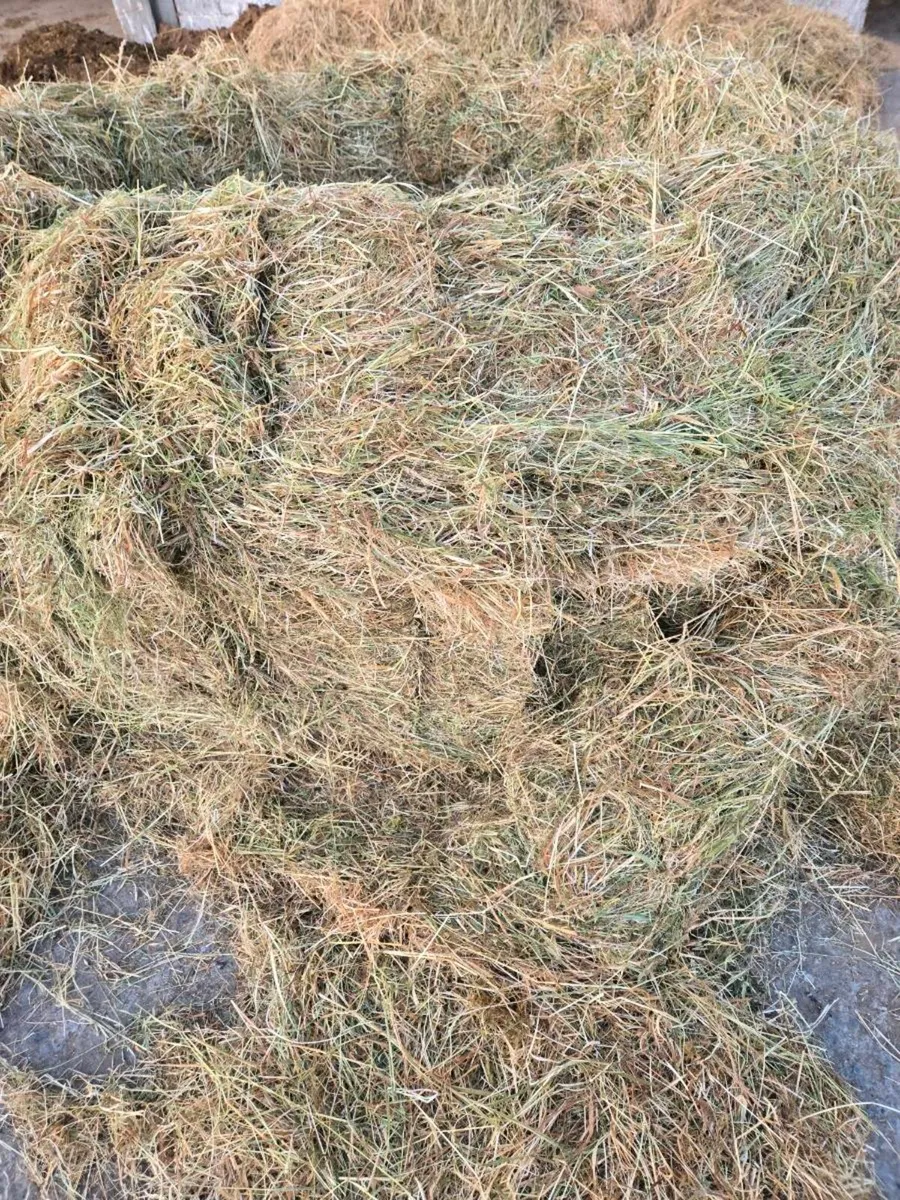 Green hay - Image 2