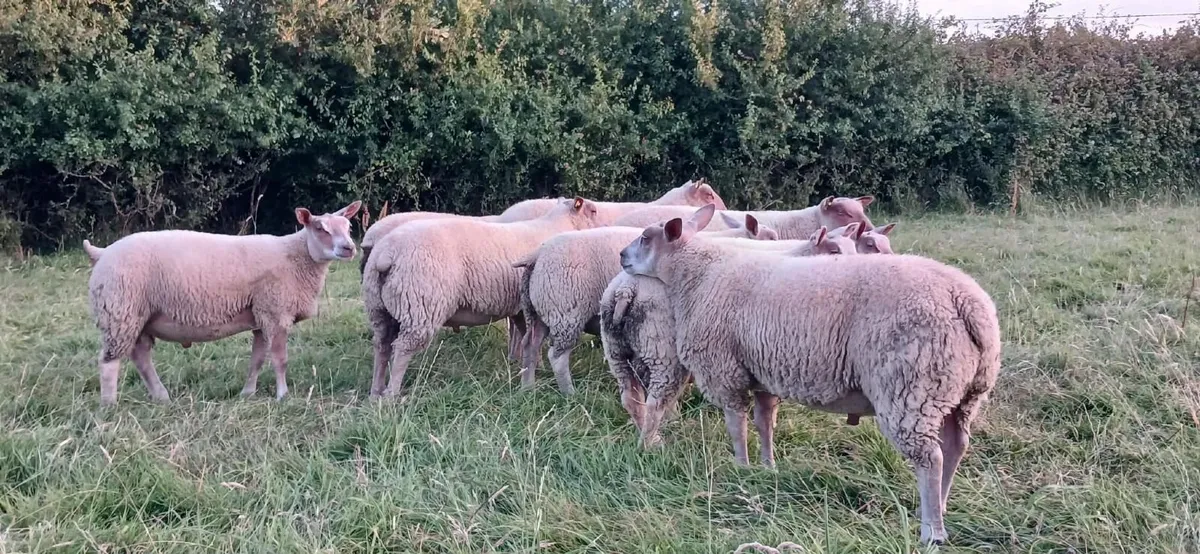 Hybrid Rubex Ram Lambs ✨️ - Image 2