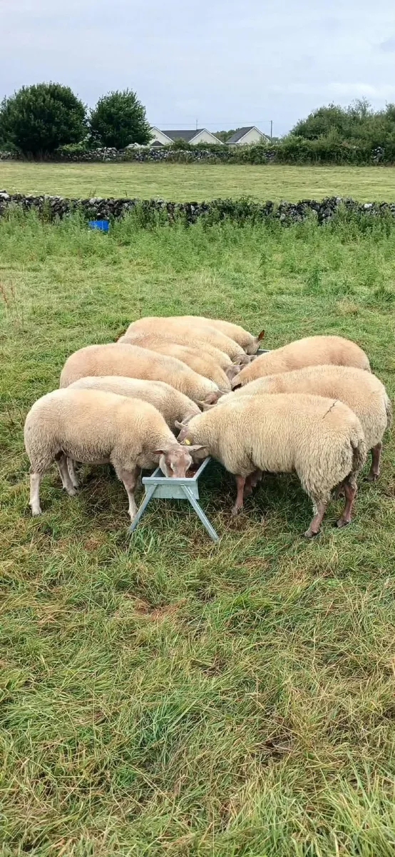 Hybrid Rubex Ram Lambs ✨️ - Image 3