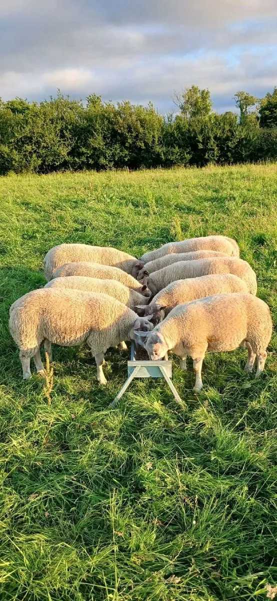 Hybrid Rubex Ram Lambs ✨️ - Image 1