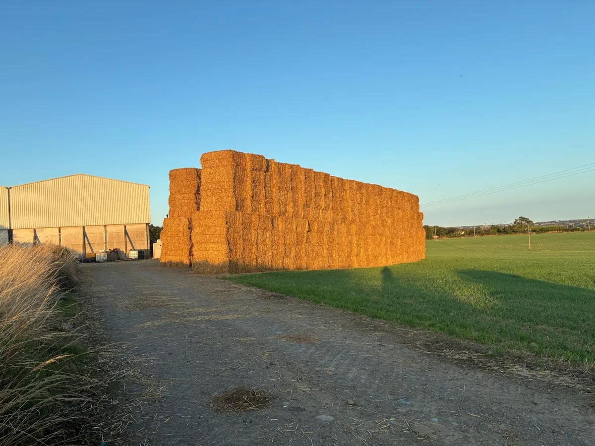 Wheat bales 8x4x3 - Image 1