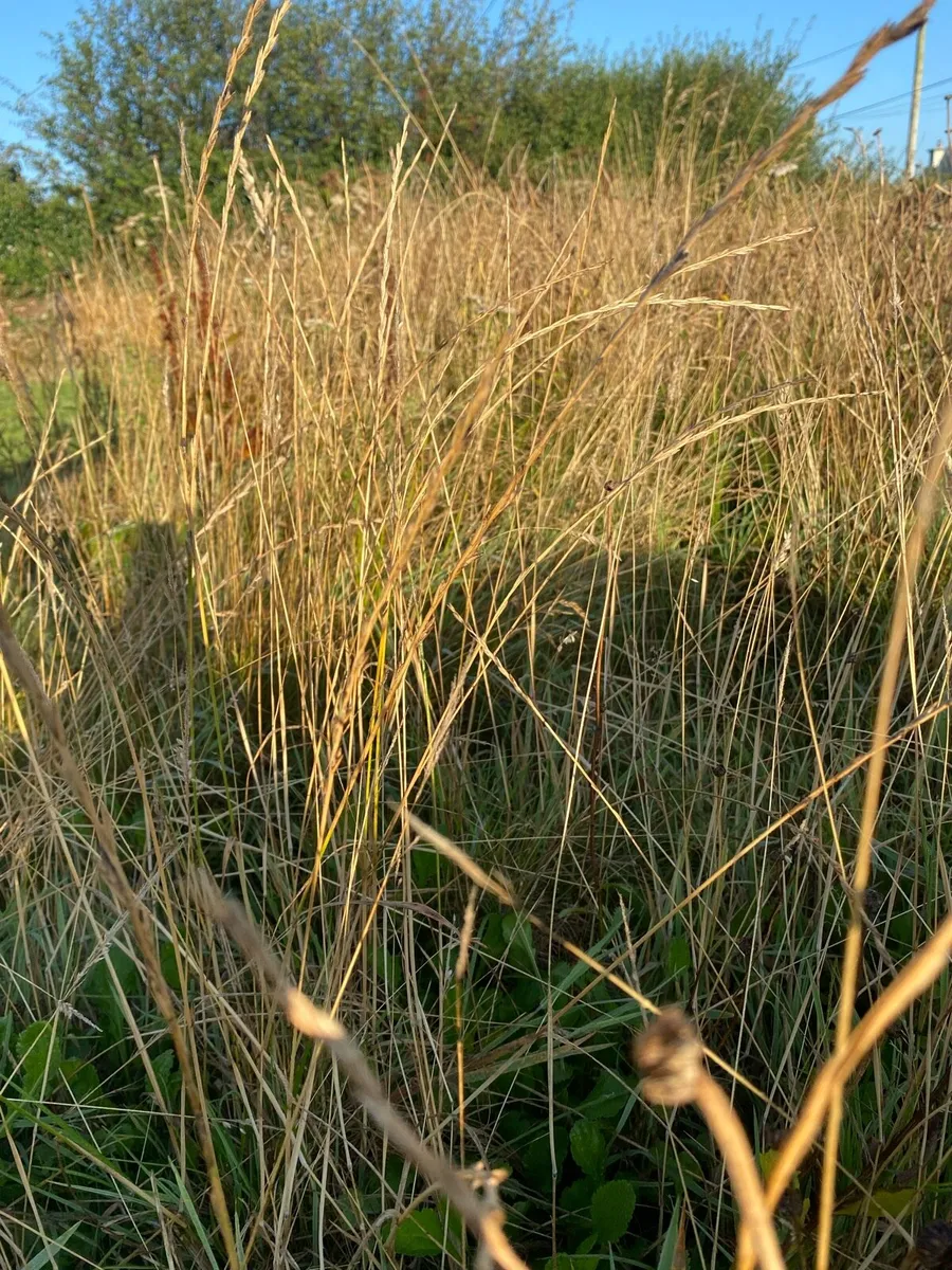 Riparian Meadow