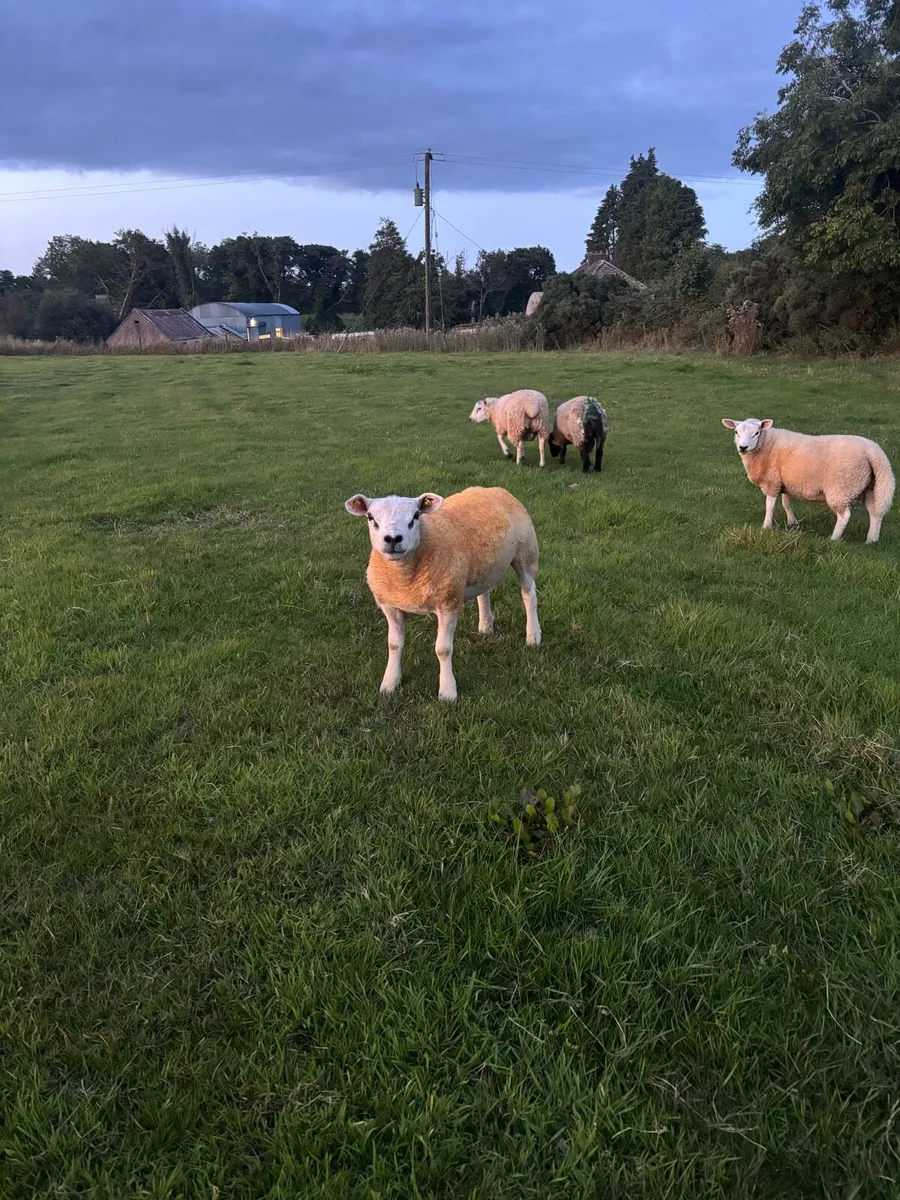 🔥Pedigree rams 🔥 - Image 1