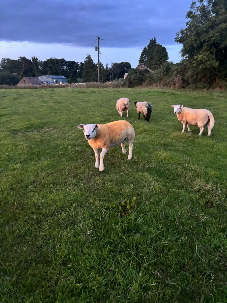 🔥Pedigree rams 🔥 - Image 2
