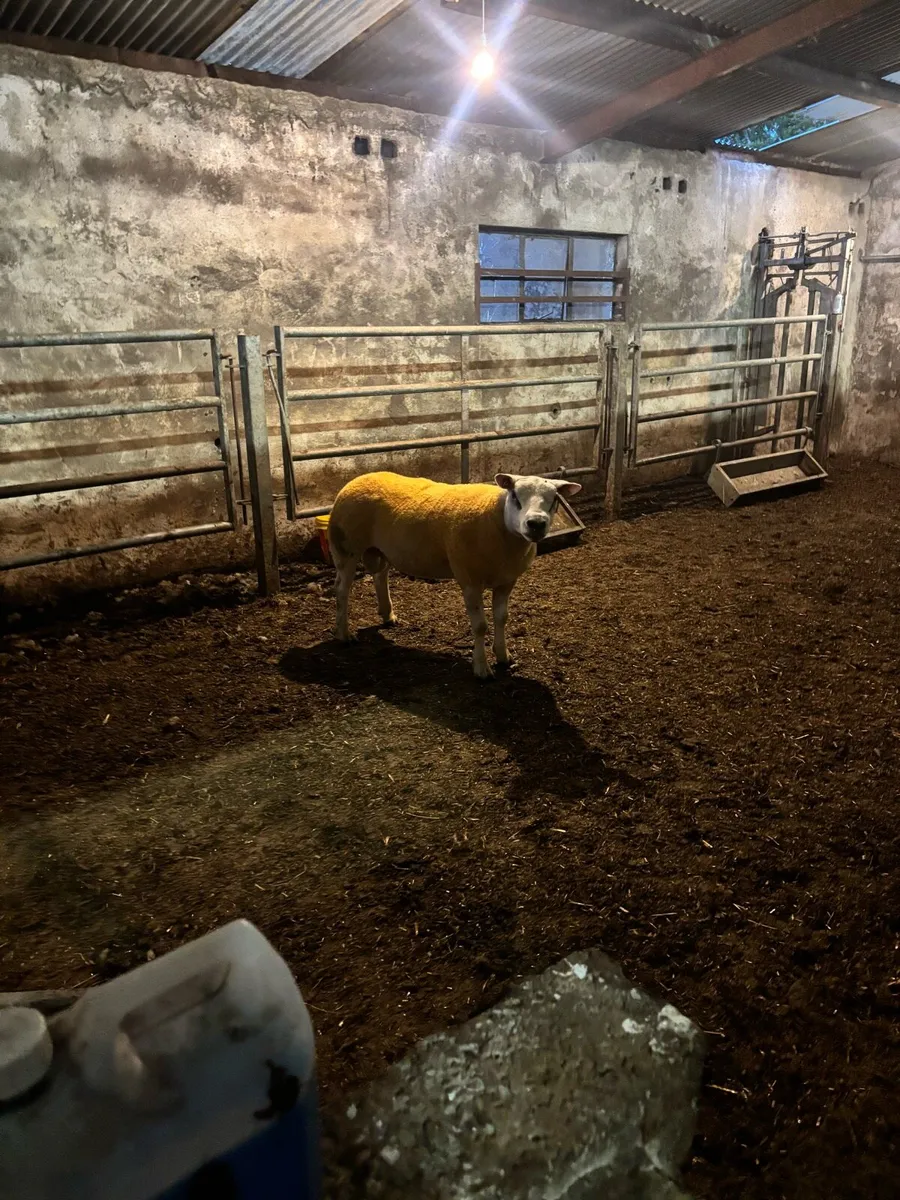 🔥Pedigree rams 🔥 - Image 3