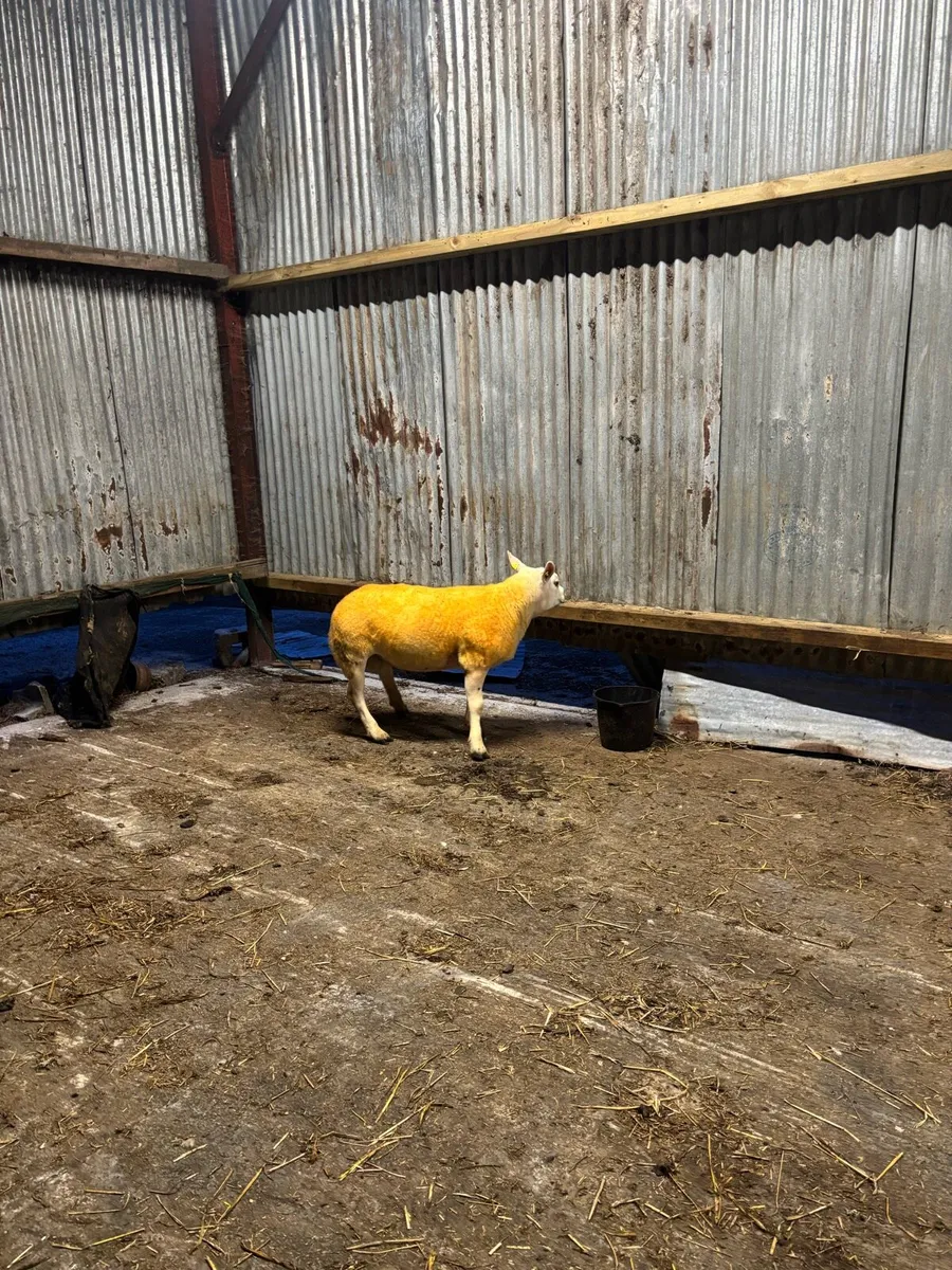 🔥Pedigree rams 🔥 - Image 4