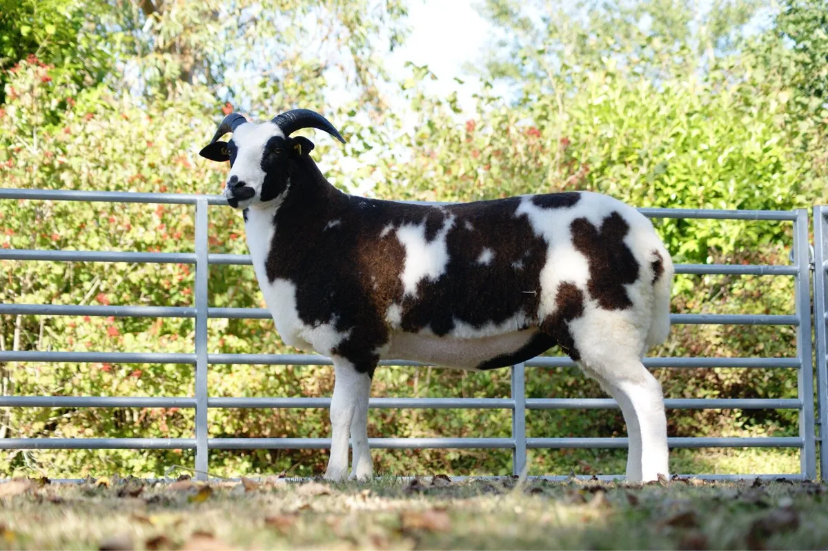 Pedigree Jacob & Kerry Hill Sheep - Image 1