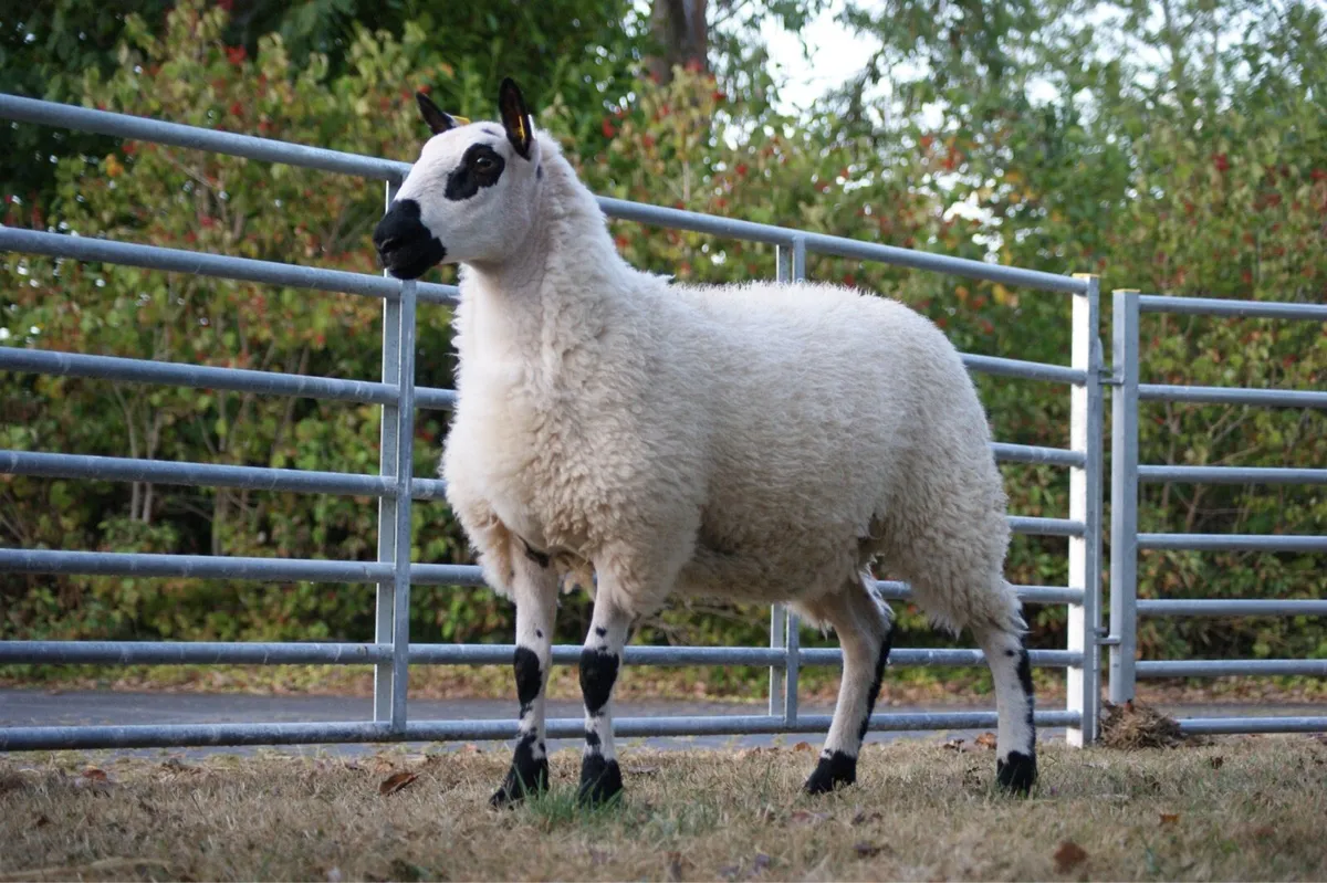 Pedigree Jacob & Kerry Hill Sheep - Image 2